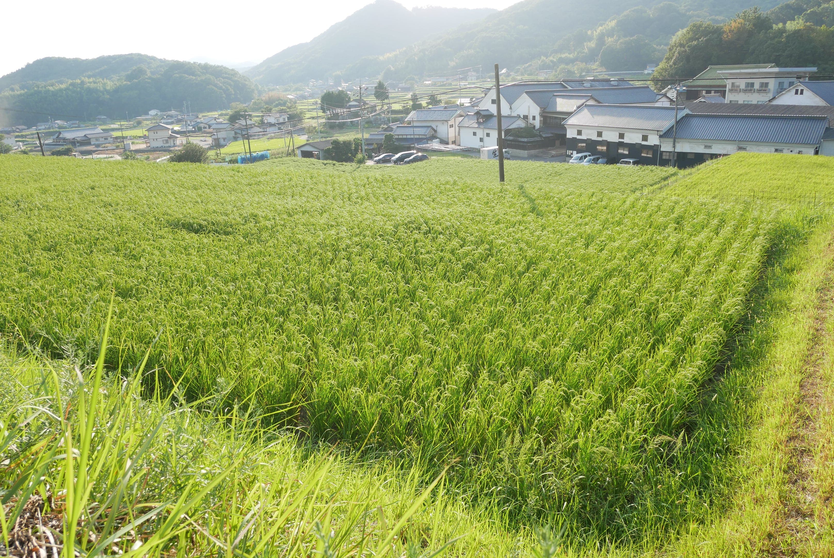 日本酒の未来を守るために、お酒の種をまこう！          山田錦の稲作体験イベントを開催