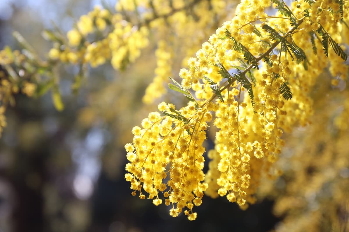 3月上旬　ミモザがこれから見ごろを迎えます【清水公園花ファンタジア】