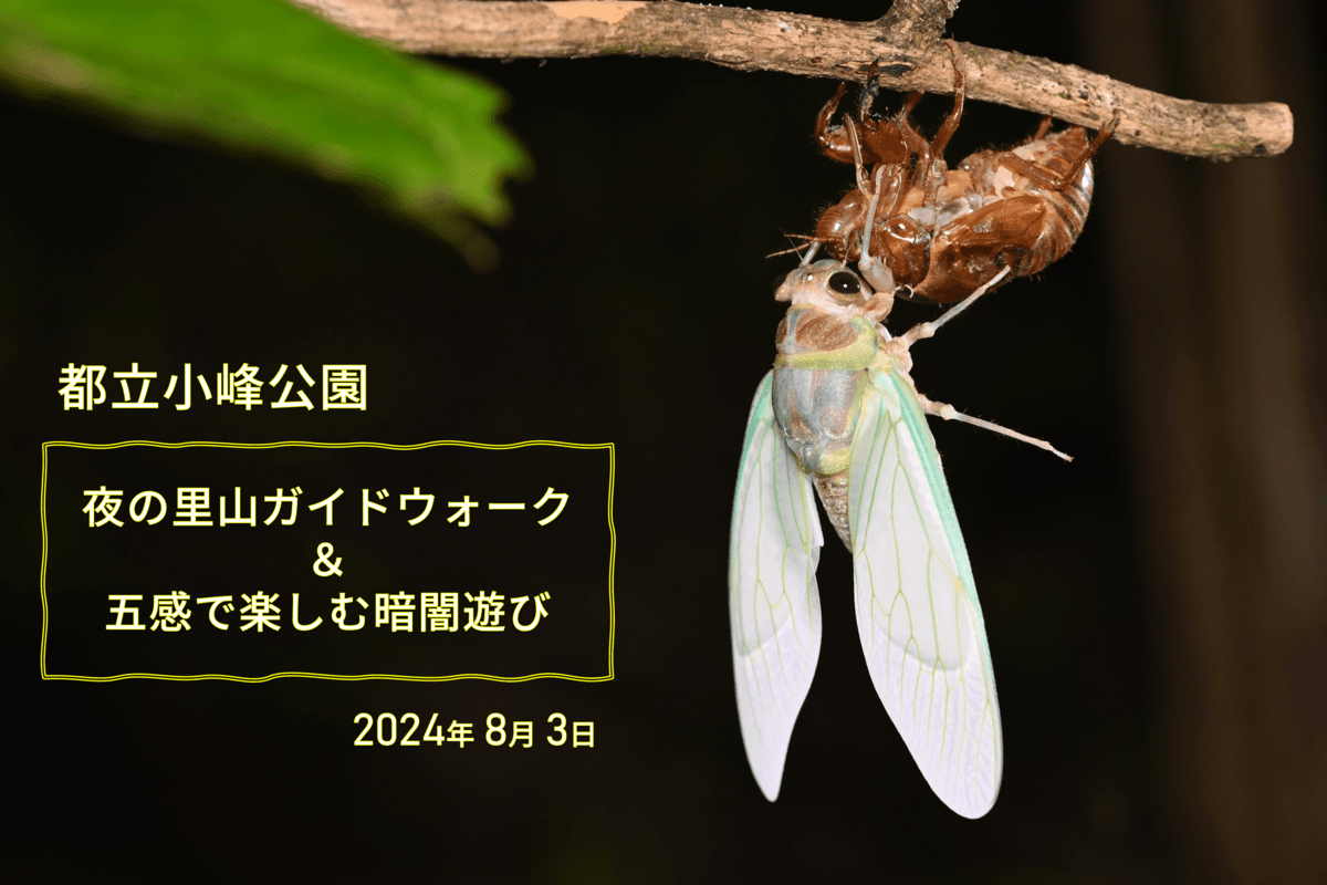 小峰公園で「夜の里山ガイドウォーク＆五感で楽しむ暗闇遊び」8月3日(土)開催！夜の公園で生きものたちの世界を覗いてみよう！