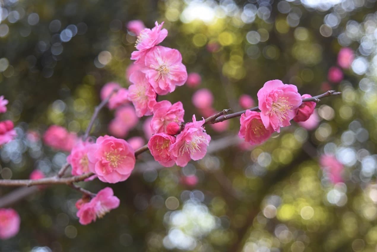 【小石川後楽園】令和6年2月3日（土）～3月3日（日）春を感じる“梅まつり”開催！