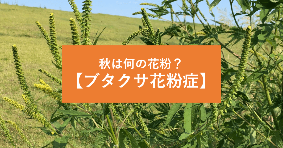 秋の鼻グズグズ対策に「ブタクサ花粉症」特集記事を公開。8月9月10月の花粉は何？症状の特徴、おすすめ花粉症薬、対策法とは？