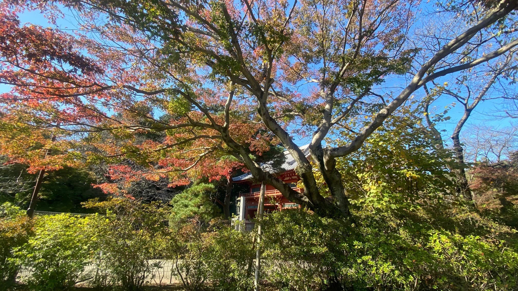 【清水公園】紅葉シーズンはじまる