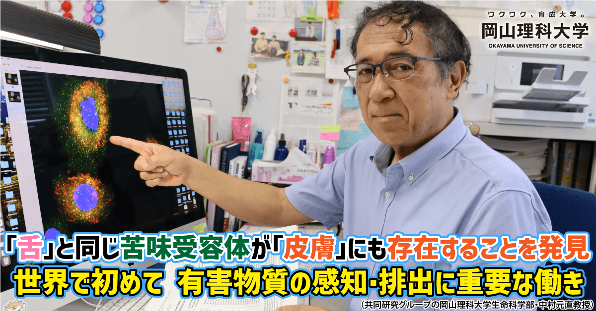 【岡山理科大学】「舌」と同じ苦味受容体が「皮膚」にも存在することを発見