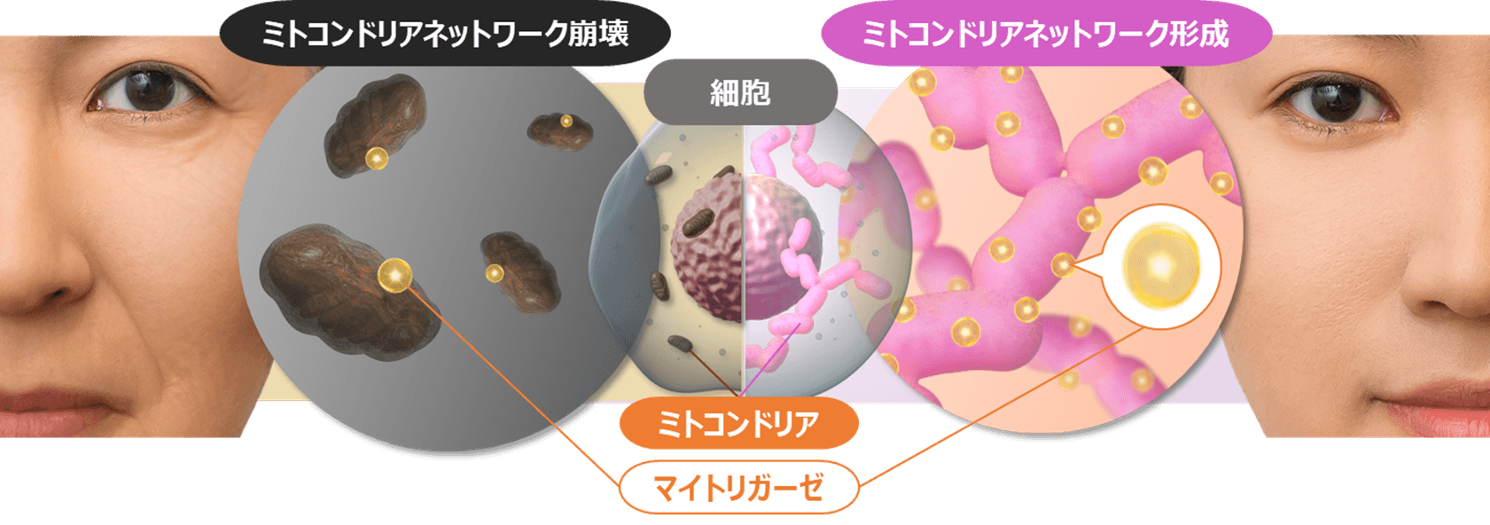 ミトコンドリア研究で新事実