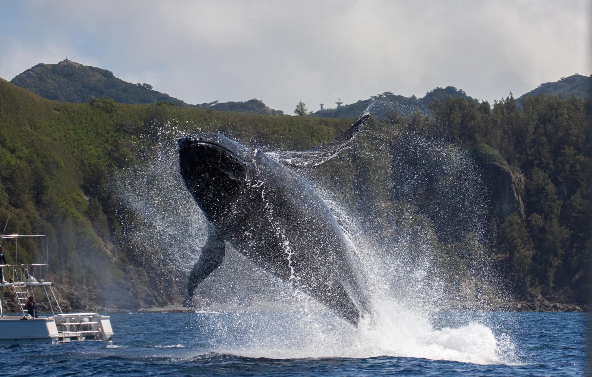 ホエールウォッチングシーズン到来！小笠原にザトウクジラが帰ってきた！