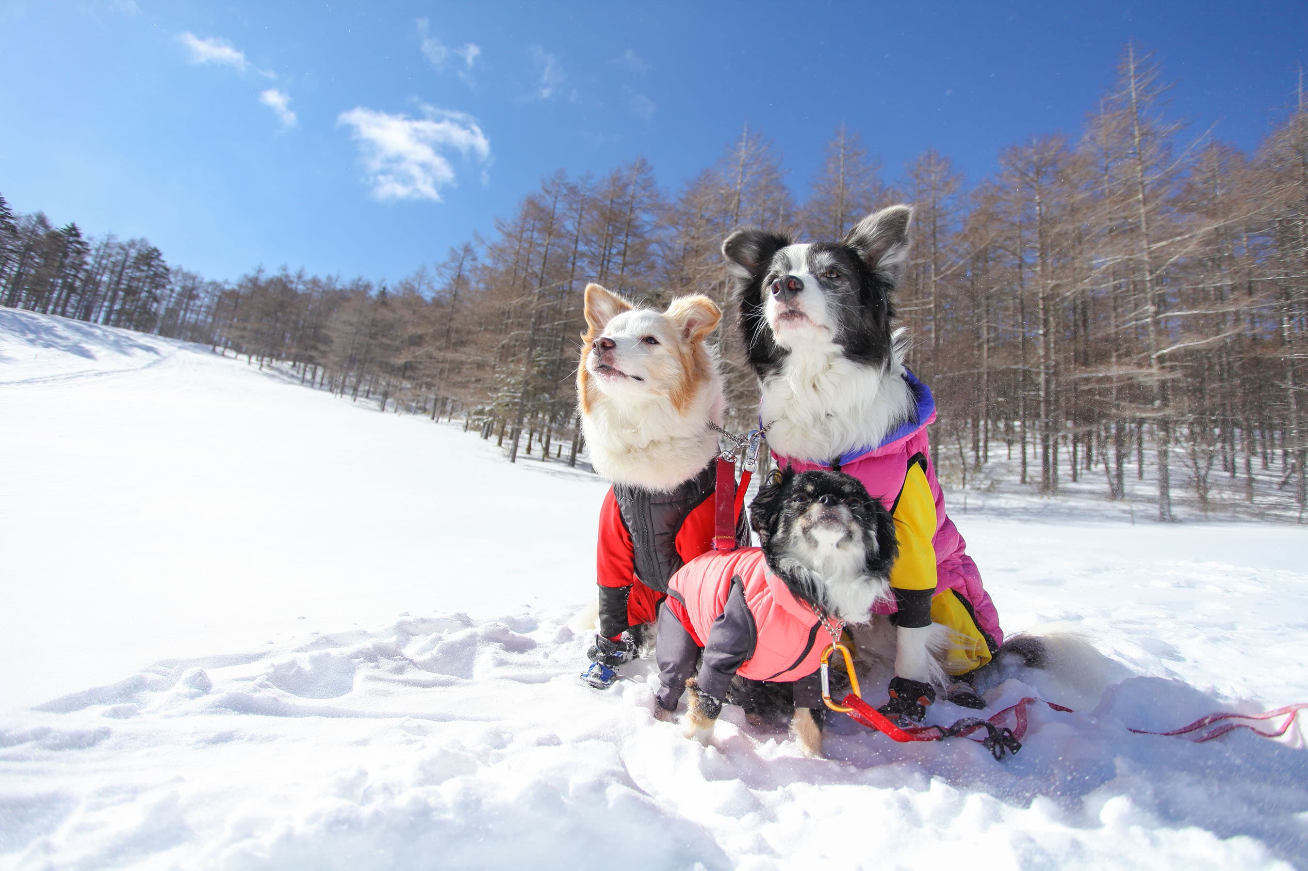 わんちゃん専用バスで雪遊びに出かけよう！ 「ゆとりろ蓼科ホテルwith DOGS」が愛犬と行くバスツアー宿泊施設として初参画