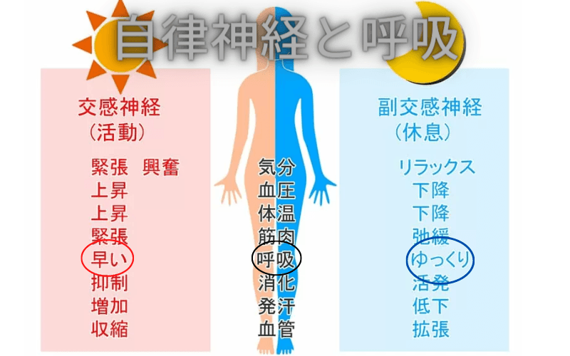 過換気症候群を引き起こす原因を自律神経の視点で解説｜堺市いたわり健康院 さかい快福整体堂