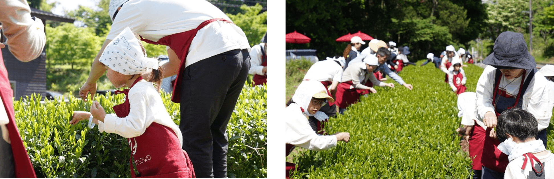 【開催レポート】《Ochanowa》5月4日みどりの日、神奈川県愛川町の茶園で「新茶摘み体験」を開催しました