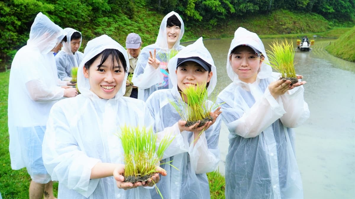 大阪国際大学・大阪国際大学短期大学部の学生が、水田に緑の絨毯を敷く田植えを行いました。