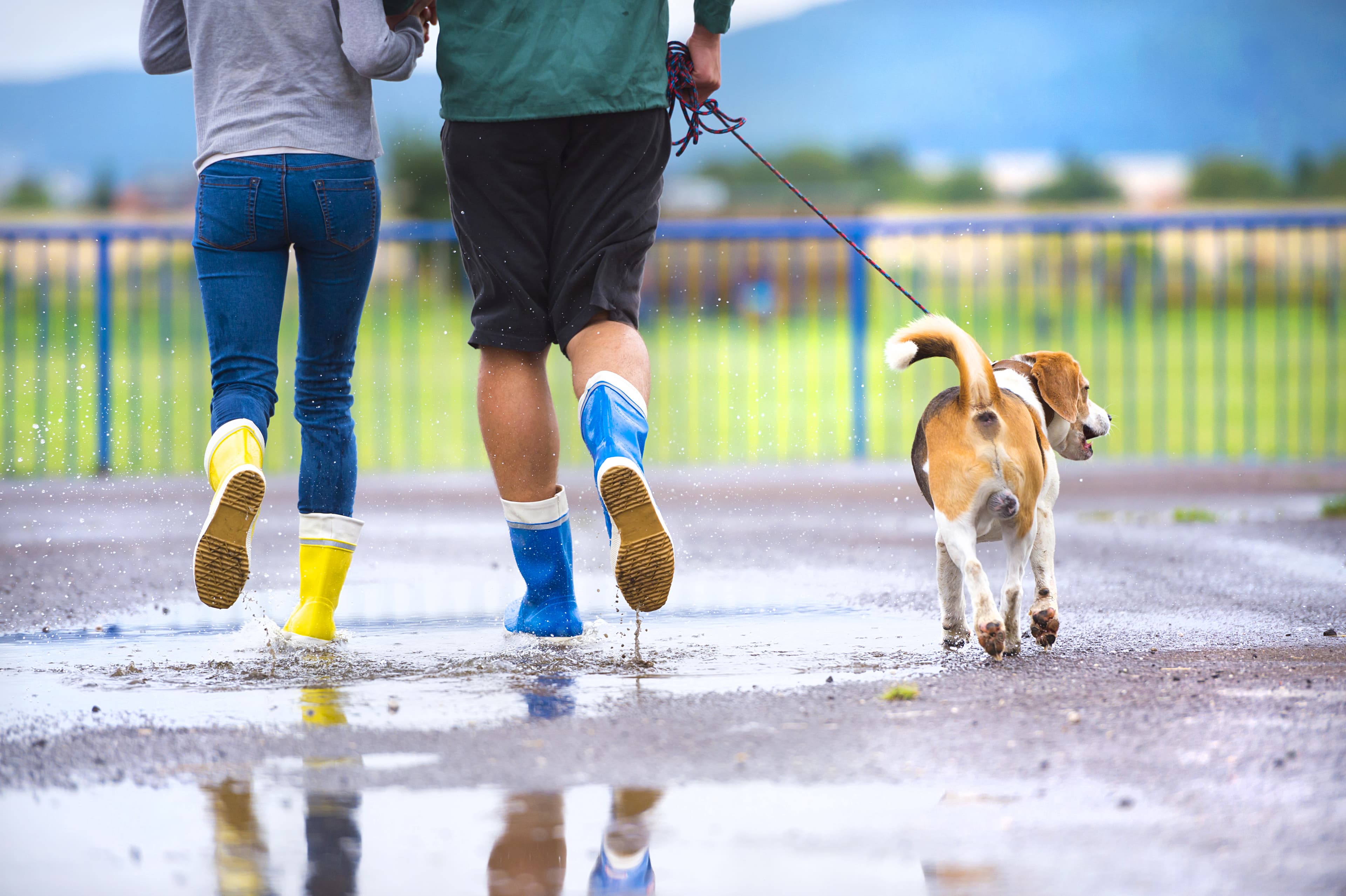 「雨の日の犬のお散歩はするべき？」 梅雨の時季の愛犬のお散歩で気をつける注意点などについてのコラムを公開！