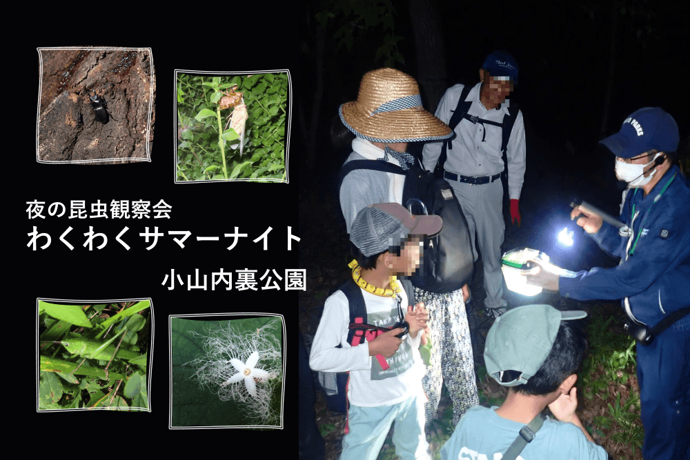 昆虫好き集まれ！小山内裏公園で夜の昆虫観察会～わくわくサマーナイト～8月17日(土)開催！