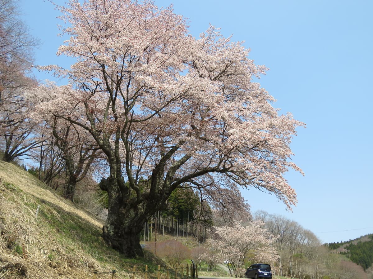 【福島県いわき市】これからが見頃 いわきの桜特集2023　～後編～