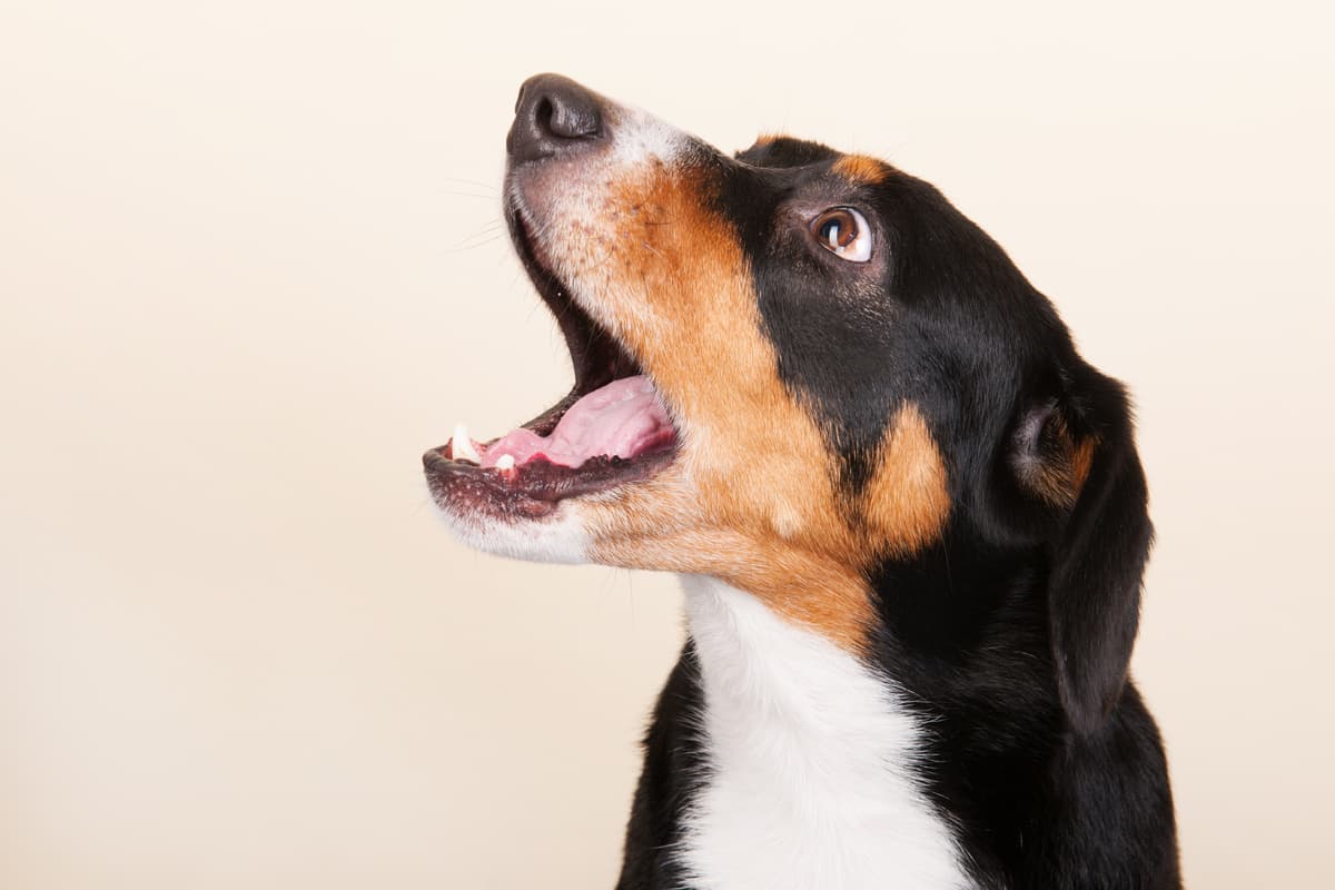 【大切なペットとの暮らしに役立つ情報コラム】愛犬の鳴き声で気持ちを理解しよう ～快適に暮らすためのしつけも解説～