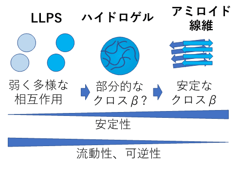 タンパク質の新しい異常凝集構造を発見