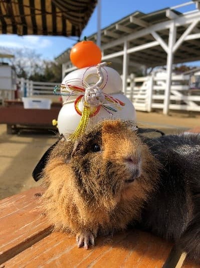 動物たちと楽しめるイベントとお正月限定メニューで素敵な年始めを 淡路島「のじまスコーラ」『新春お祝いウィーク』１月に開催