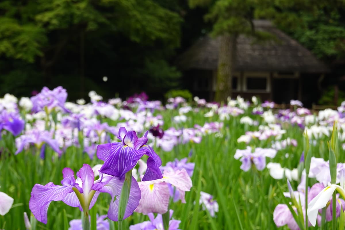 小石川後楽園×清澄庭園『花菖蒲がむすぶ 園結び』5月25日（土）～6月9日（日）開催！