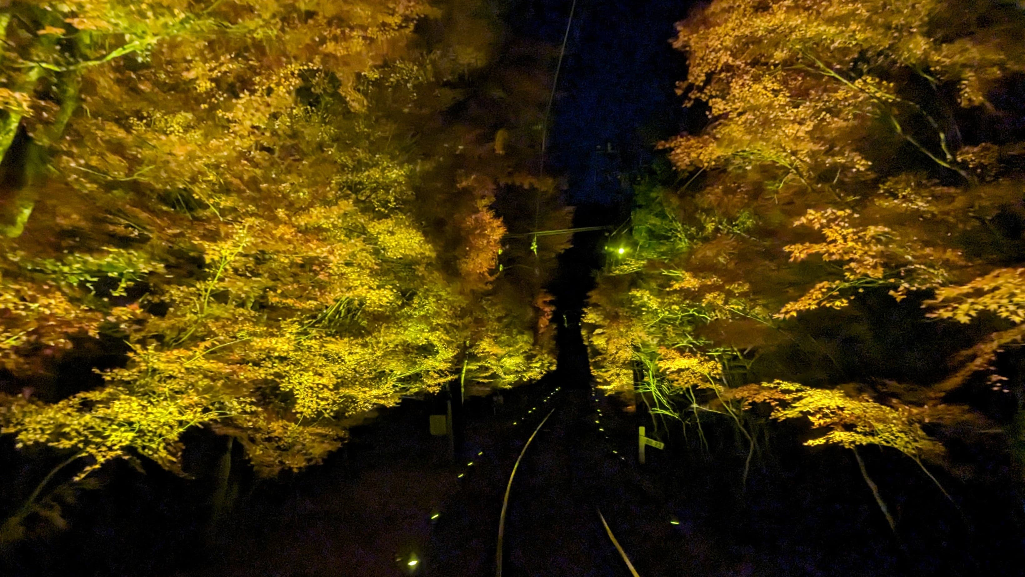 ～ 秋の夜空を彩る紅葉のライトアップ ～ 「もみじのトンネル」・二ノ瀬駅・貴船口駅の 紅葉ライトアップ期間を延長します