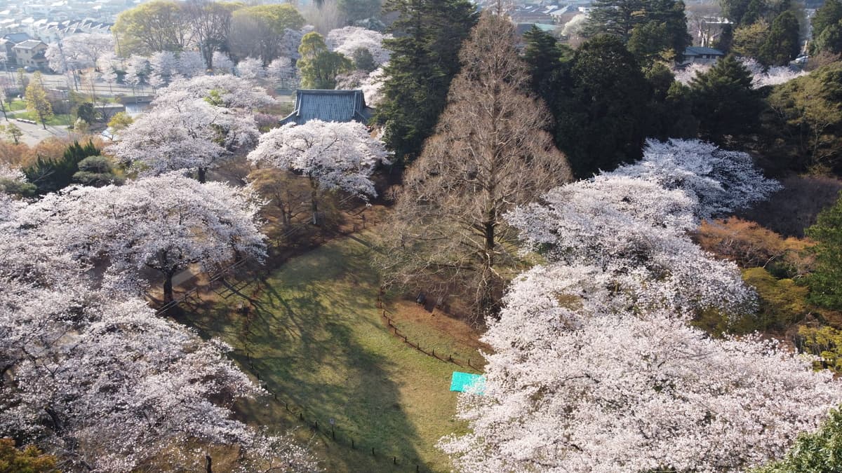 【日本さくら名所100選】千葉県野田市にある清水公園で桜を満喫