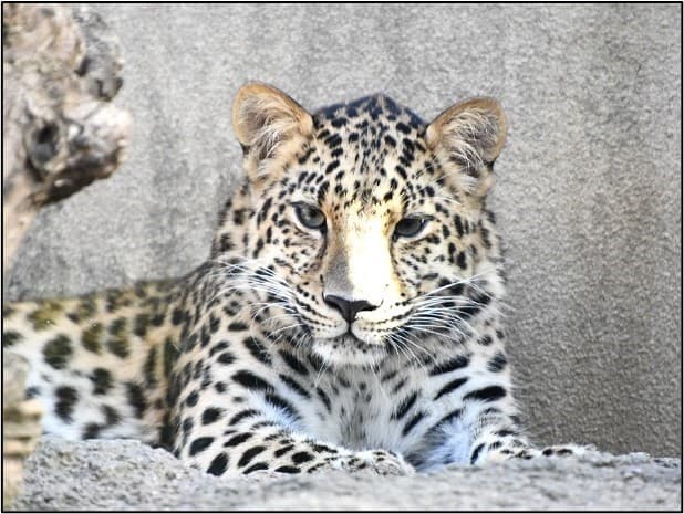 福山市立動物園にアムールヒョウがやってくる