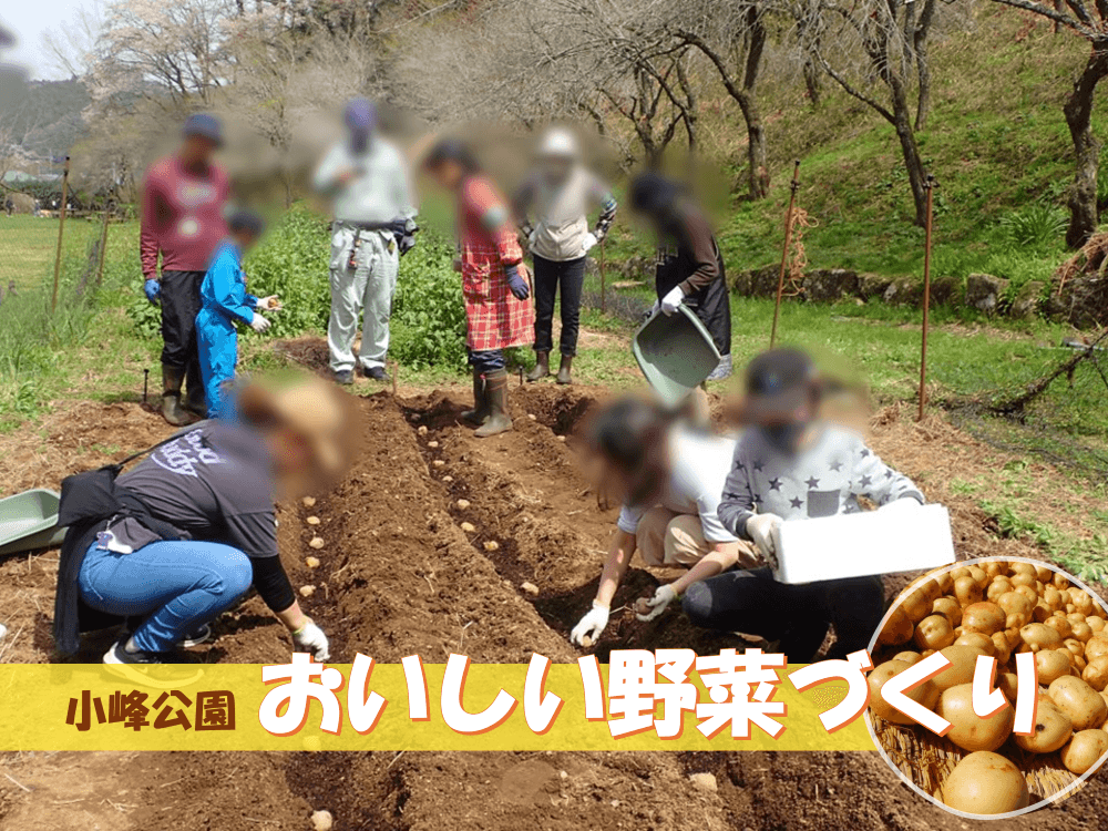 春の作付けから初夏の収穫までを体験！小峰公園で4/6(日)から始まる「おいしい野菜づくり」(全4回)参加者募集！