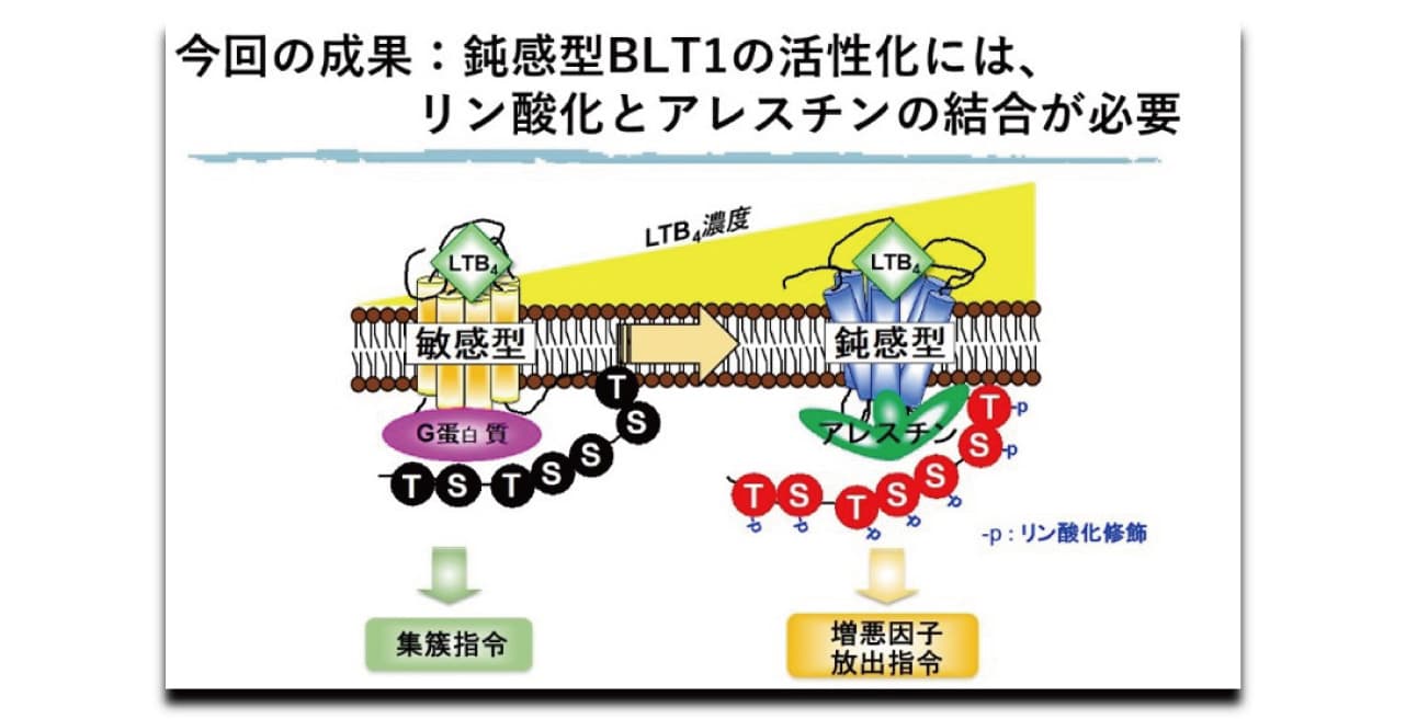 【岡山理科大学】抗炎症薬開発への新たなアプローチ ――炎症性物質による受容体作動の新規メカニズムを解明