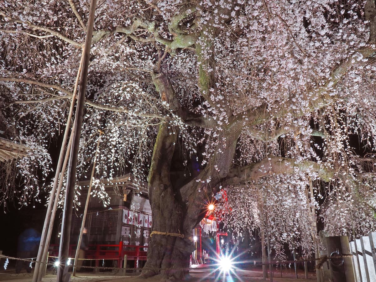 【福島県いわき市】これからが見頃 いわきの桜特集2023　～前編～