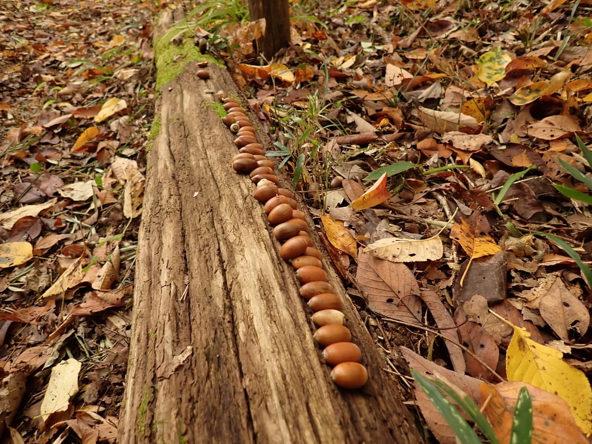 【11/26(日)開催!】長沼公園『こども自然学習~樹木と森について知ろう~』