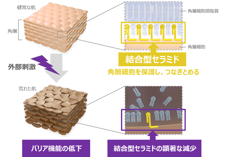 セラミド研究会学術集会で北海道大学と共同発表「乾燥肌と関わりの深い「結合型セラミド」の新たな可能性を発見」