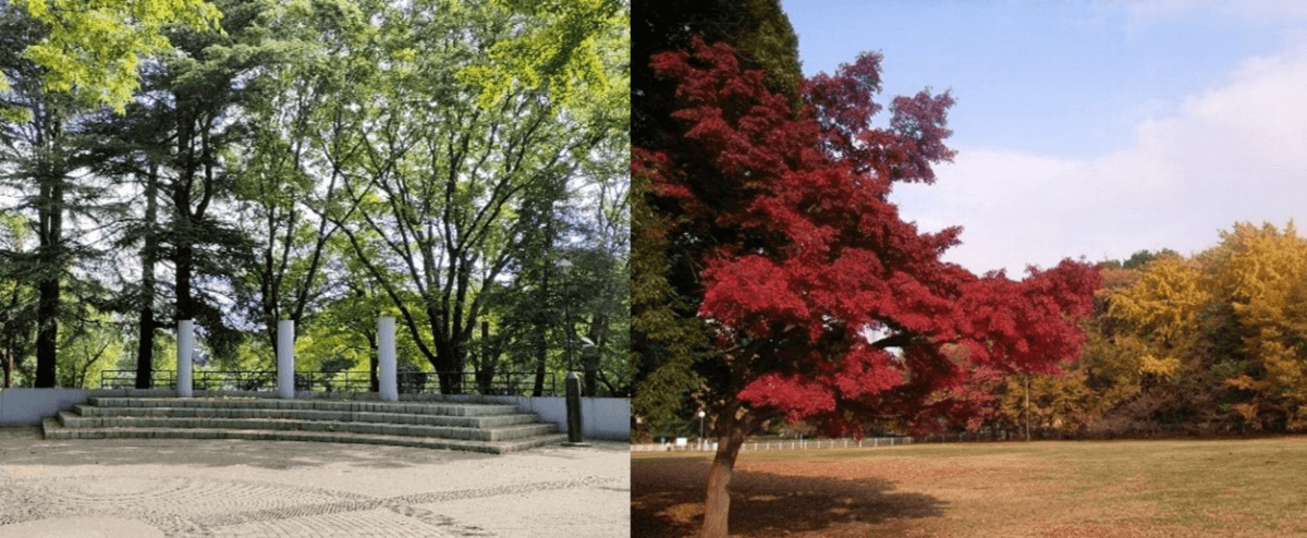 ≪6/28締切≫都立砧公園を活用したイベント事業者を募集します