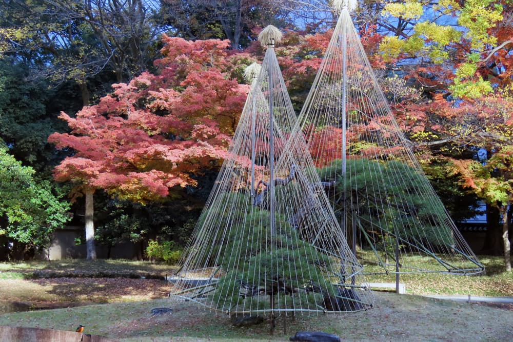 冬の庭園を飾る庭師の技を実演！小石川後楽園で伝統技能見学会「松の雪吊り」11月16日(土)開催