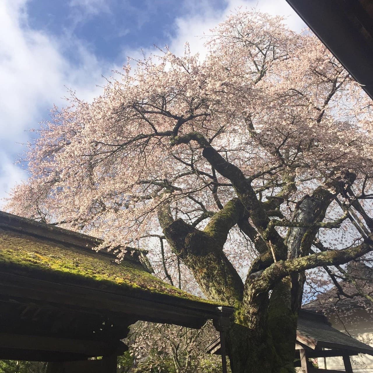 【清浄心院】1年に一度だけの秘仏公開。"秀吉の傘桜"の見ごろと共に「春の大護摩祈願祭」を開催します　/　2022年4月18日（月）～20日（水）