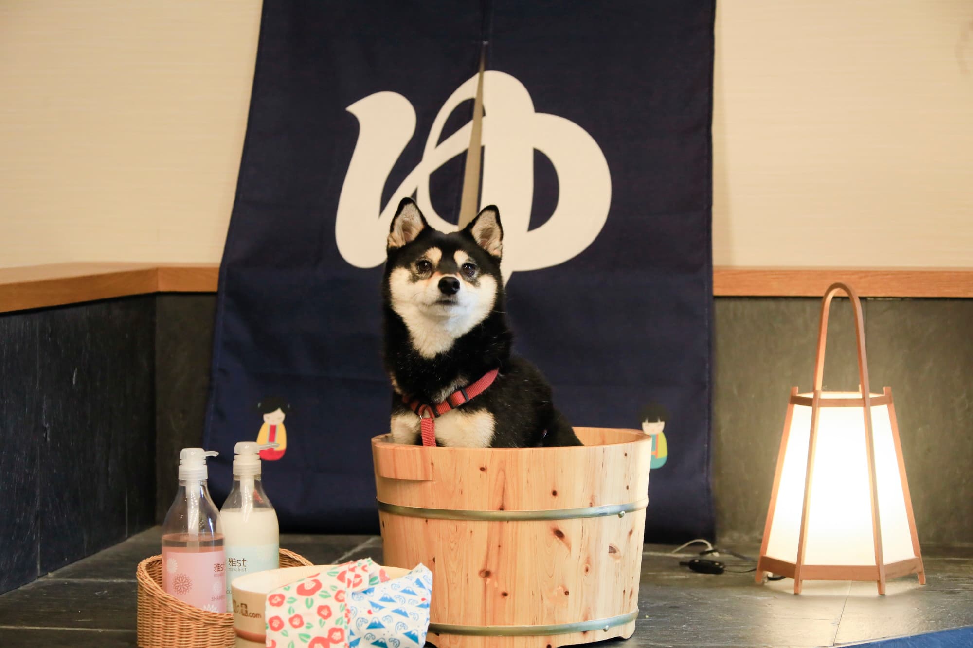 初めてのわんちゃん旅を応援！愛犬と泊まれる温泉旅館「ゆるり西伊豆」 5つの嬉しい特典付き新プラン販売開始