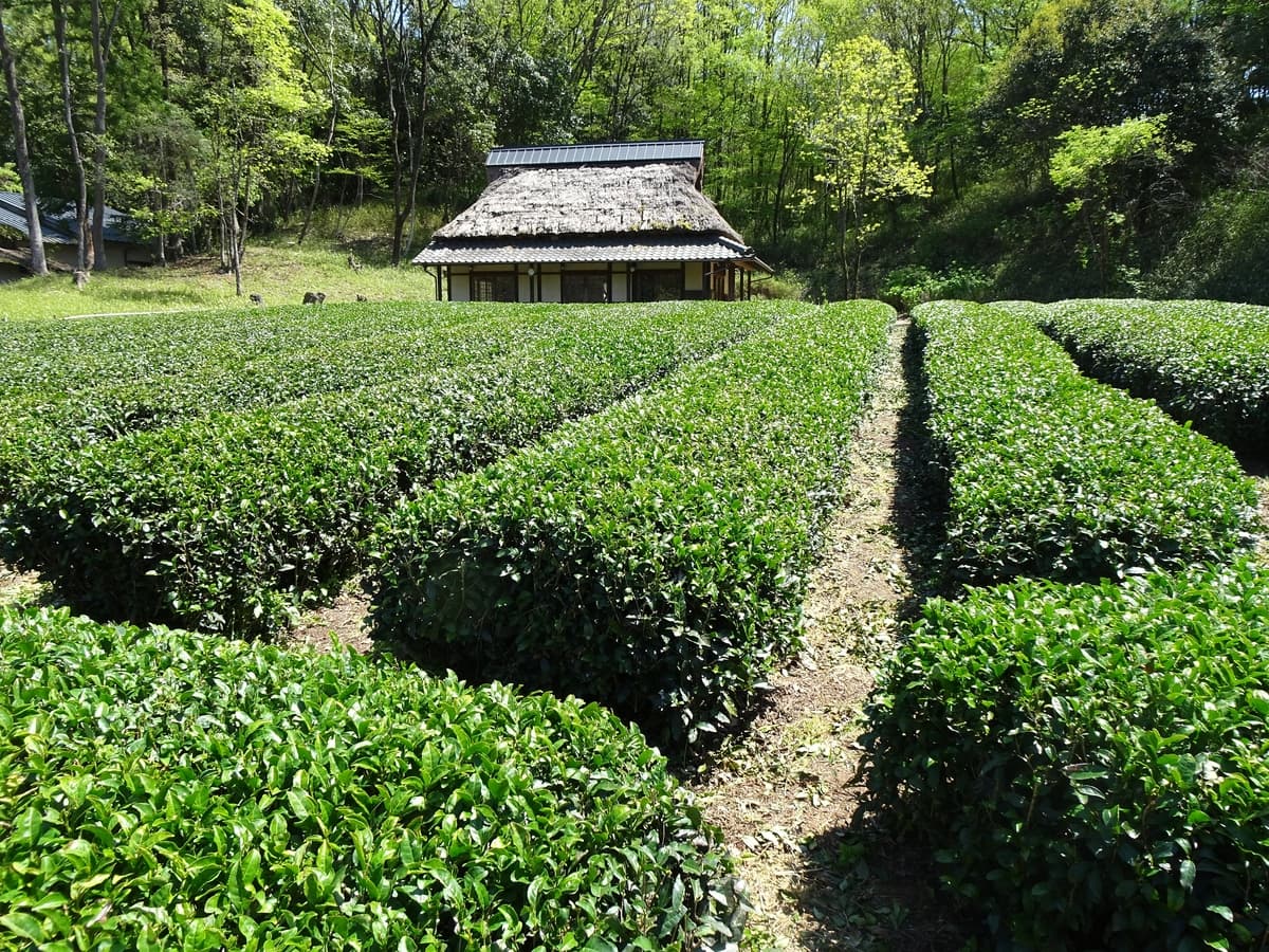 ぎふ清流里山公園の茶畑で採れた茶葉で作った ぎふ和紅茶の販売開始