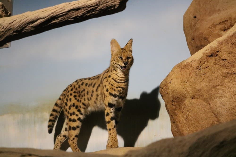 普段見られない夜間の動物の生態や行動を観察しよう