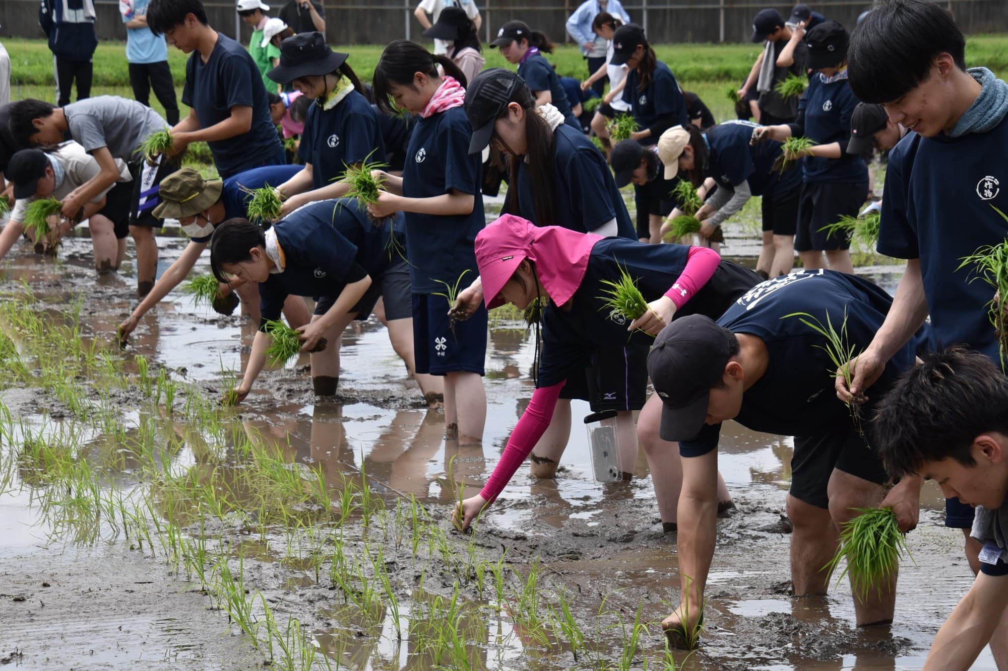 【名城大学】梅雨の晴れ間が時折のぞく中 200人での田植祭