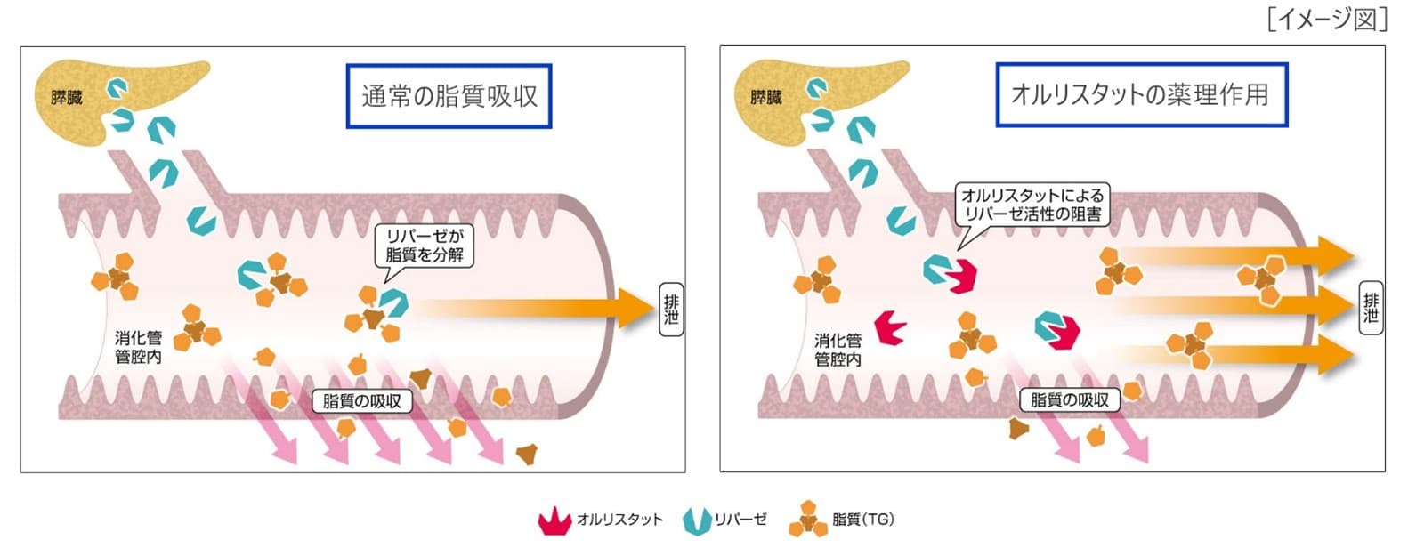 内臓脂肪減少薬「アライ」の製造販売承認取得のお知らせ