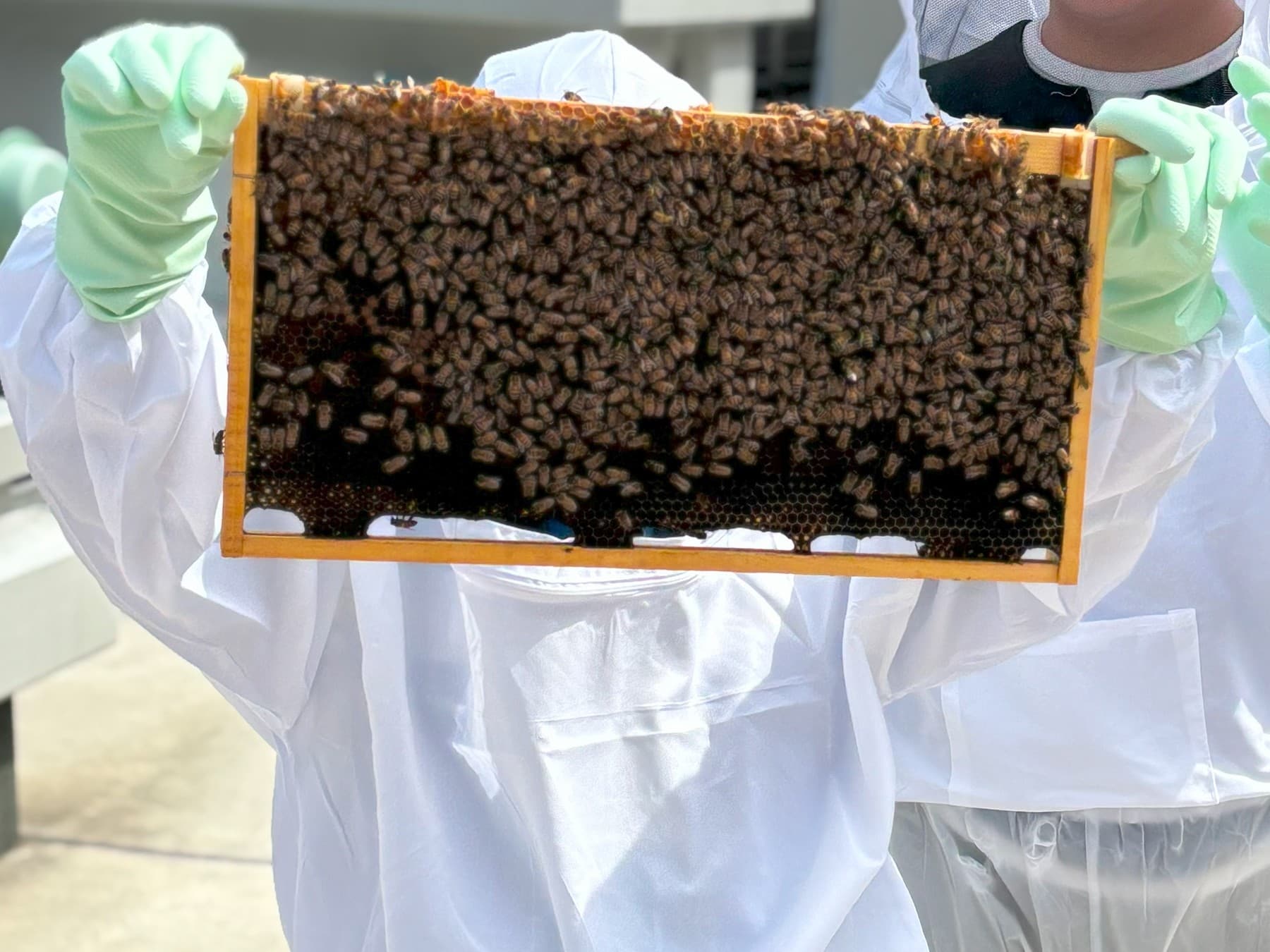 夏休みの自由研究に最適な親子で学ぶ都会の養蜂体験イベントを8月9日に開催