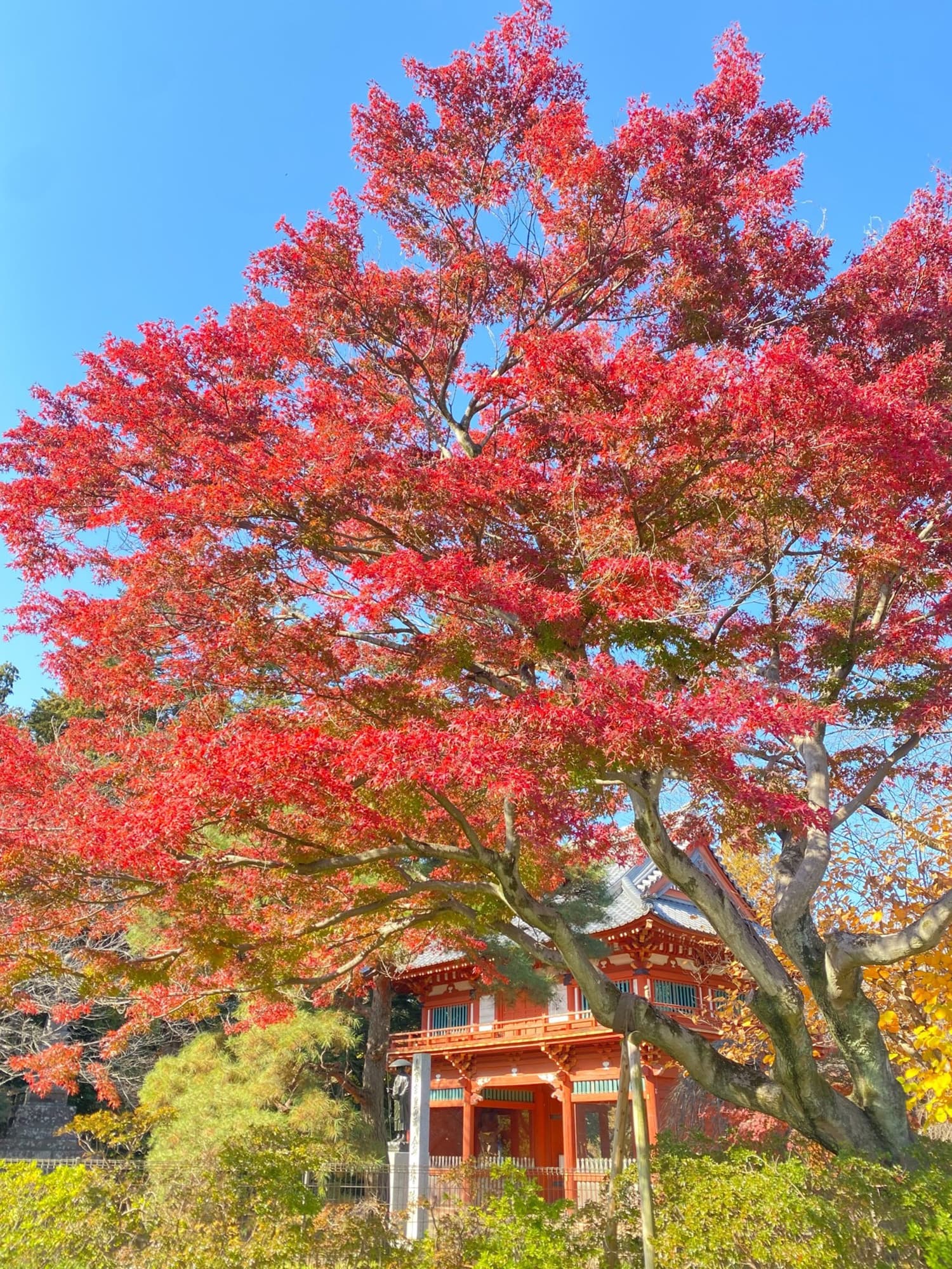 【清水公園】紅葉の見ごろが近づく