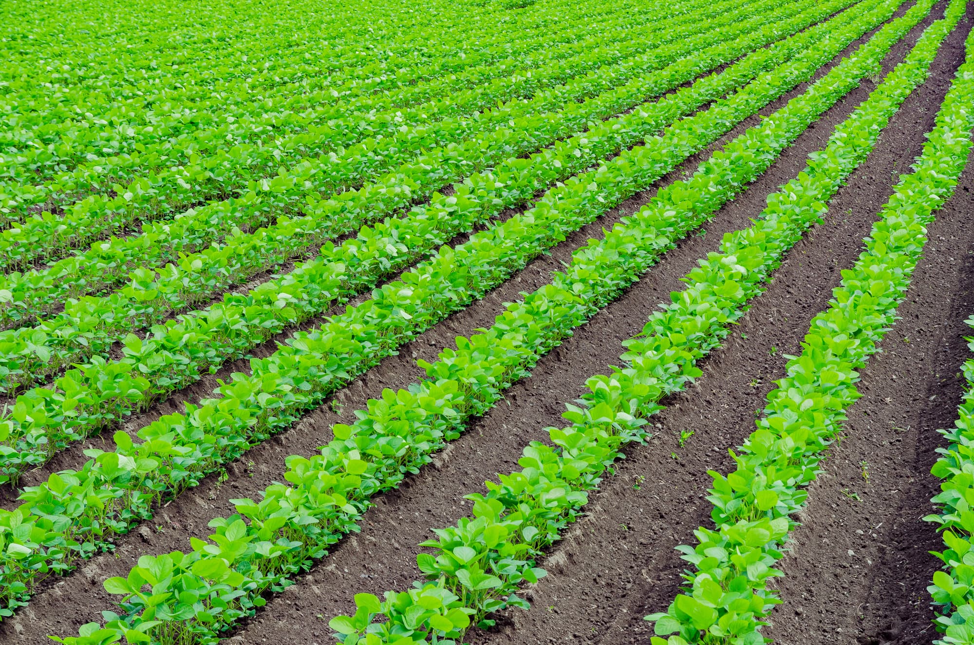 一般社団法人 日本野菜ソムリエ協会