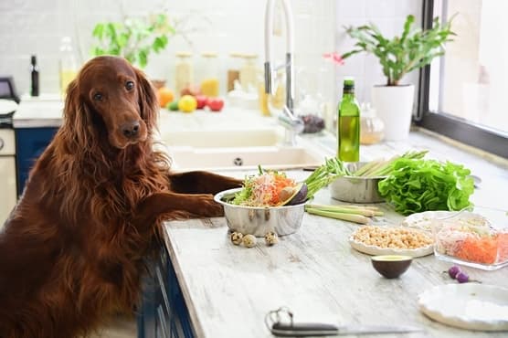 CoKo犬と猫のご飯やさん