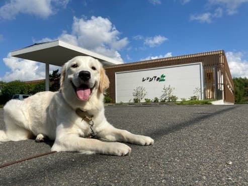 社会福祉法人　日本介助犬協会