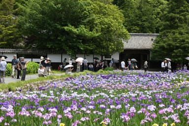 最盛期の花菖蒲