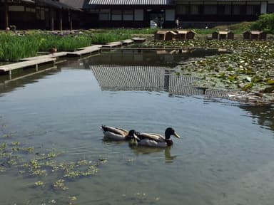 花菖蒲園とカモ