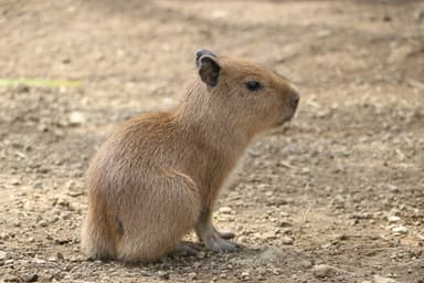 カピバラ赤ちゃん