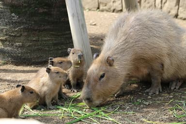 キントキ赤ちゃん食事中