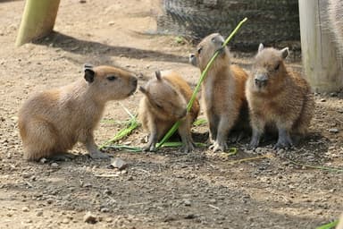 赤ちゃん草をかじる