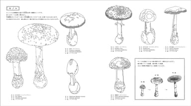 ぬり絵サンプル(キノコ)