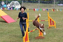 ワンちゃん大運動会開催時の様子