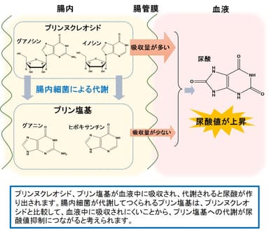 プリン体の代謝経路