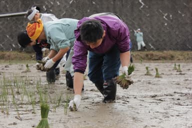 特産品・イ草の植え付け